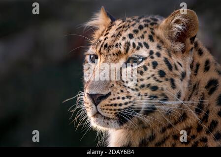 Weibliche Amur Leoparden (Kopfschuss) Stockfoto