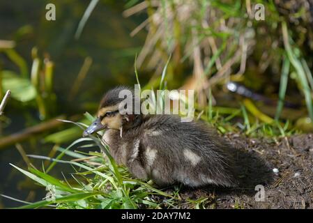 Junge Stockente mit frischer Kopfwunde, die am späten Frühlingstagebell in Espoo, Finnland, auf dem Gras sitzt Stockfoto