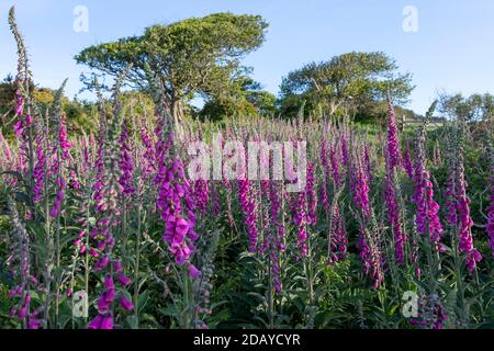 Foxgloves, Digitalis purpurea wächst auf dem Küstenweg bei East Prawle, Devon Stockfoto