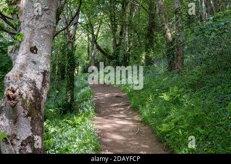 Bluebells und Bärlauch wächst in Wäldern, Frühling, Süd-Devon, Allium ursinum Stockfoto