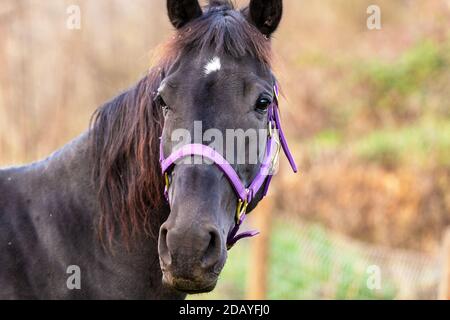 Ein schwarzes Pferd mit einer schwarzen und rötlich gefärbten Mähne (Equus ferus caballus) steht an einem Drahtzaun in einer Weide. Stockfoto