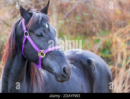 Ein schwarzes Pferd (Equus ferus caballus) steht vor der Kulisse von Gräsern und Ästen im Holler. Stockfoto