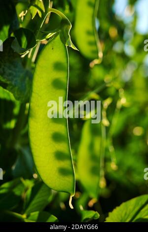 Hinteres Lichtfoto mit sich entwickelnden Samenschatten in Schneeerbsenschote. Stockfoto