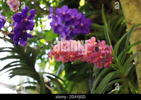 Blaue Orchidee oder Herbstlady's Losses (Vanda coerulea) Blume Stockfoto