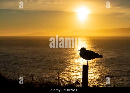 Eine silhouettierte Möwe, die auf einem Zaunpfosten vor der untergehenden Sonne in der Nähe von Dingle an der Westküste Irlands thront. Stockfoto