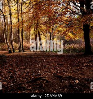 Sonnenlicht beleuchtet eine Lichtung in Delamere Forest, Cheshire im Herbst Stockfoto