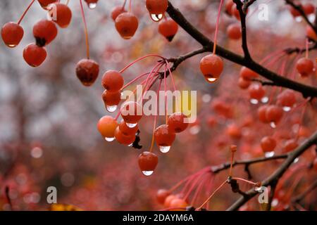 Die Frucht auf dem Zweig der Schneewehe der Crabapple-Baum mit dem Regen Tropfen hängen von roten Früchten Stockfoto
