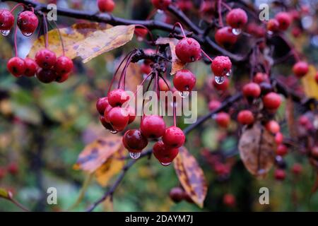 Die Frucht auf dem Ast des reichenden Crabapple-Baumes mit dem Regen Tropfen hängen von roten Früchten Stockfoto