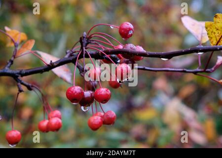 Die Frucht auf dem Ast des reichenden Crabapple-Baumes mit dem Regen Tropfen hängen von roten Früchten Stockfoto