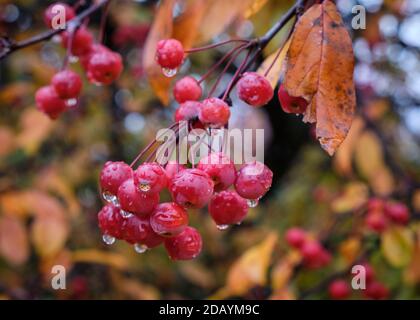 Die Frucht auf dem Ast des reichenden Crabapple-Baumes mit dem Regen Tropfen hängen von roten Früchten Stockfoto