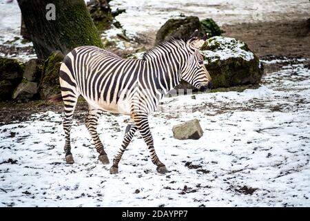 Zebra Fohlen im Freien im Schnee im Zoo. Stockfoto