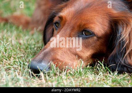 Liegender Dackel-Hund auf dem Gras ruht Stockfoto