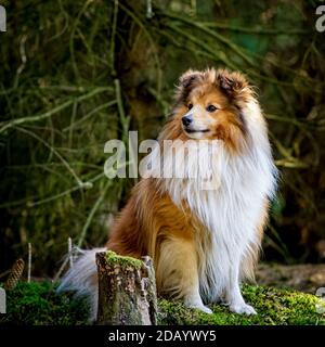 Sheltie wartet am Waldrand Stockfoto