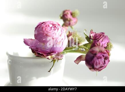 Stillleben blühender lila Rosen Stockfoto