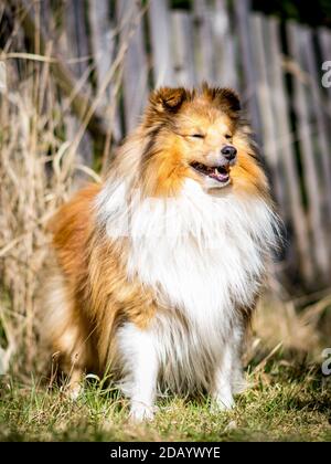 Sheltie im Wald an einem sonnigen Tag Stockfoto