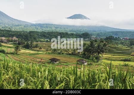 Blick auf die Reisterrassen von Jatiluwih auf Bali. Berühmtes touristisches Wahrzeichen Indonesiens Stockfoto