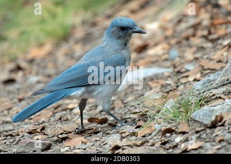 Mexikanischer Jay (Aphelocoma wollweberi) auf Nahrungssuche Stockfoto