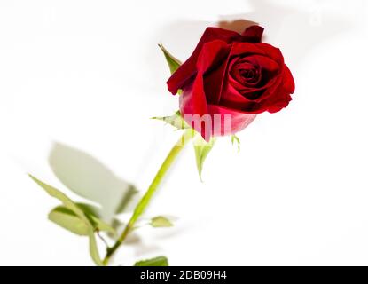 Rote Rose isoliert auf weißem Hintergrund. Selektiver Fokus. Stockfoto