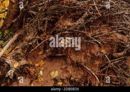 Waldhintergrund Foto. Die unordentlichen Baumwurzeln und die dünnen trockenen verfallenen Baumzweige auf dem braunen Lehmboden Stockfoto