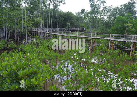 Boardwalk/erhöhter Holzweg durch den Mangrovenwald auf Bantayan Island in Cebu, Philippinen. Camp Sawi Promenade Stockfoto