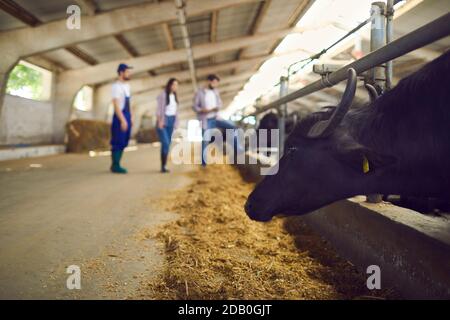 Schwarze Kuh oder Büffel stehen im Stall im Futterstall Auf Viehzucht auf dem Land Stockfoto