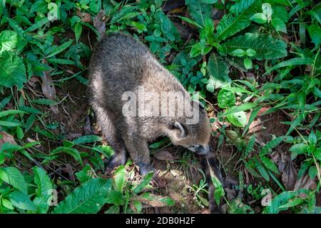 Ein Coatimundis, der nach Essen schrumpelt, wenn man Touristen besucht. Coatimundis sind ein häufiger Anblick an den Iguazu Wasserfällen im Iguazu Nationalpark Stockfoto