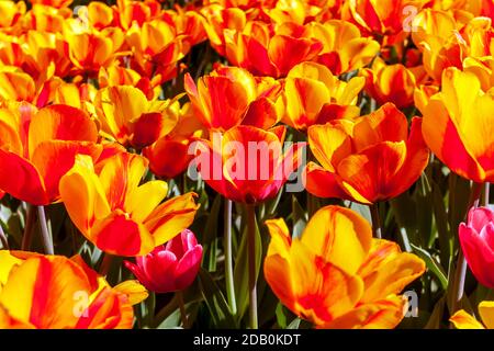 Tulpen Blütenfarbe Gelb mit aufblitzenden von tiefem Rot. Tulip Darwin Hybrid Oxford Elite. Stockfoto