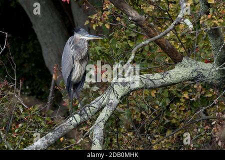 Großer Blaureiher (Ardea herodias) auf einem Baumzweig, Long Island, New York Stockfoto