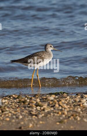 Greater Yellowlegs (Tringa melanoleuca) auf der Nahrungssuche an einer Küstenlinie, Long Island, New York Stockfoto