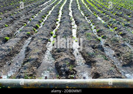 Das Salatfeld wird durch Bewässerungssystem bewässert. Stockfoto