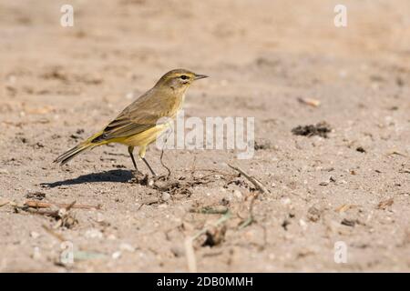 Palmwedel (Gelb) (Setophaga palmarum) auf Sand, Long Island, New York Stockfoto