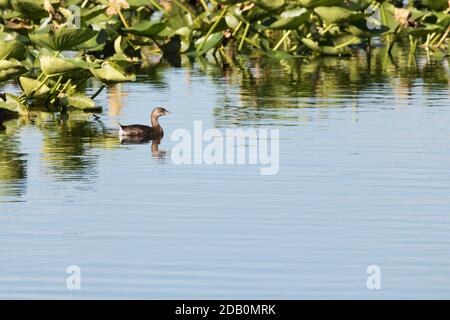 Pied-Billed Grebe (Podilymbus podiceps) auf einem See, Long Island, New York Stockfoto