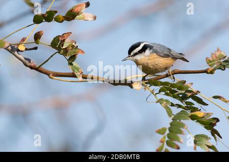 Rotreiher Nuthatch (Sitta canadensis), der auf einem Zweig in Long Island, New York, thront Stockfoto