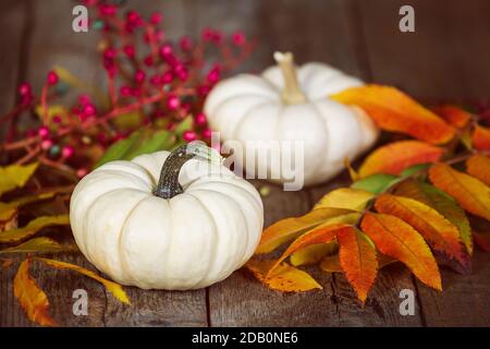 Weiße Mini-Kürbisse auf rustikalem Holztisch. Ausgestellt mit bunten Herbstblättern und roten Beeren. Stockfoto