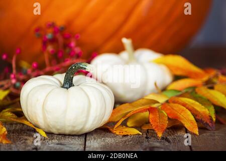 Weiße Mini-Kürbisse auf rustikalem Holztisch. Ausgestellt mit bunten Herbstblättern und Beeren. Kürbisse im Hintergrund. Stockfoto