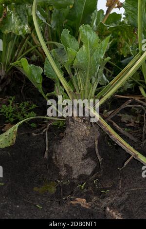Zuckerrübe auf dem Feld, von Mäusen oder Kaninchen genagt Stockfoto