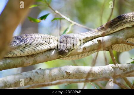 Nahaufnahme des Chefs von Carpet Python bei Boondall Wetlands Australia Stockfoto