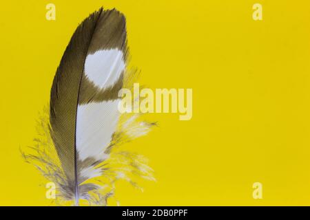 Nahaufnahme einer Feder auf gelbem Hintergrund Stockfoto