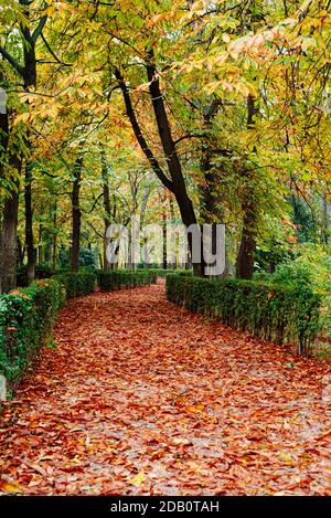 Szene des Buen Retiro Parks in Madrid während der Fallen Sie mit lebendigen Farben und die Wege mit fallen bedeckt Blätter Stockfoto