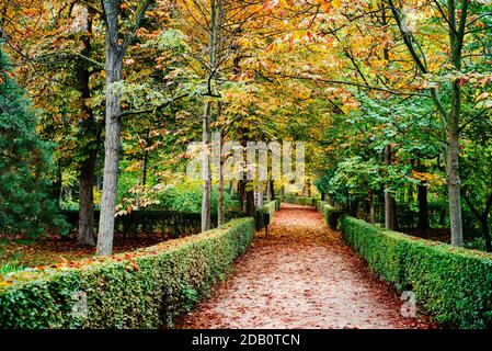 Szene des Buen Retiro Parks in Madrid während der Fallen Sie mit lebendigen Farben und die Wege mit fallen bedeckt Blätter Stockfoto