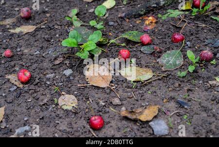 Wilde rote Äpfel liegen nach starkem Wind auf dem Boden. Stockfoto