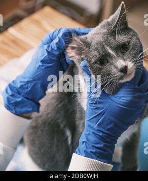 Tierärztin untersucht eine Katze in Handschuhen. Überprüfen des Ohrs Stockfoto