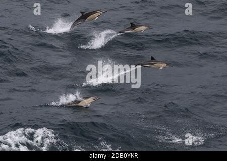 Gemeiner Delfin Stockfoto