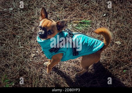 Der junge chihuahua trägt einen blauen Mantel und genießt einen Spaziergang in einem Park. Selektiver Fokus auf das Fell. Stockfoto