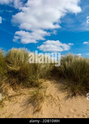 Sanddünen am Strand an der Holkham Bay im Norden Norfolks England ein nationales Naturschutzgebiet, das seltene Tier- und Pflanzenarten beheimatet. Stockfoto