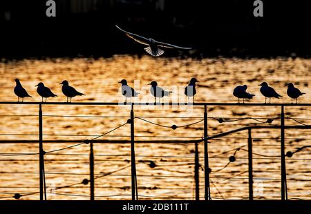 Prag, Tschechische Republik. November 2020. Möwen bei Sonnenuntergang am 14. November 2020, in der Nähe der Moldau in Prag, Tschechische Republik. Kredit: Roman Vondrous/CTK Foto/Alamy Live Nachrichten Stockfoto