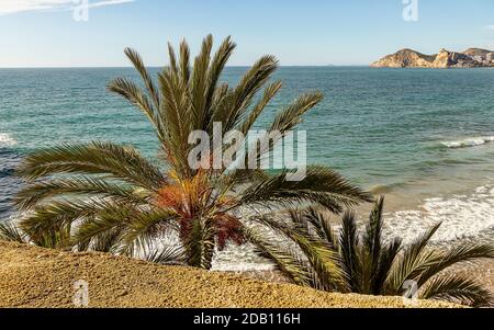 Palme mit Datteln und Mittelmeer im Hintergrund. Stockfoto