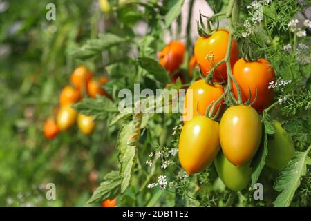 Junge Tomotos reifen auf einer Weinrebe im Garten. Stockfoto