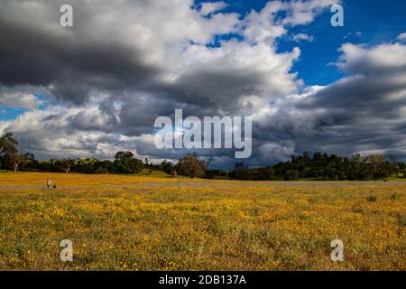 Wiese aus Gold Wildblumen, Eichenwald, grüne Hügel, Person und Hund in der Ferne Stockfoto