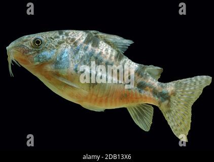 CORY BRONZE oder BRONZE Welse Corydoras aeneus Stockfoto